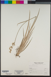 Juncus xiphioides image