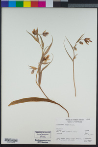 Calochortus amoenus image