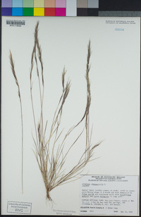 Aristida adscensionis image