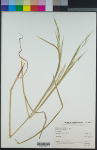 Bromus sitchensis image