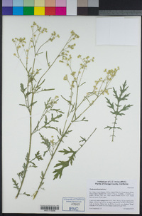 Parthenium hysterophorus image