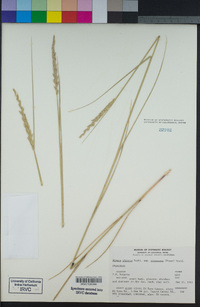 Elymus glaucus subsp. virescens image