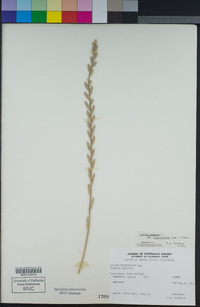 Festuca perennis image