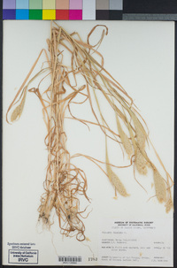 Phalaris paradoxa image