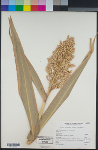 Sorghum bicolor image