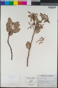 Arctostaphylos australis image