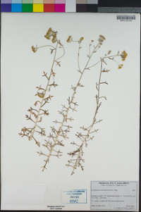 Eriophyllum confertiflorum image