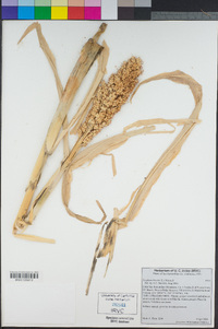 Sorghum bicolor image