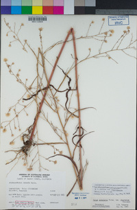 Stephanomeria virgata image