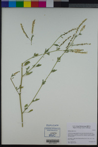 Melilotus albus image