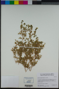 Deinandra fasciculata image