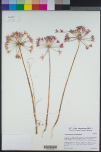 Allium peninsulare image