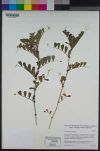 Vicia sativa image