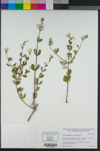 Lonicera subspicata image