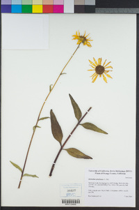 Helianthus gracilentus image