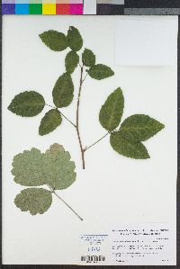 Toxicodendron diversilobum image