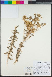 Isocoma menziesii var. menziesii image