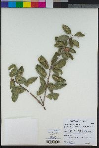 Quercus agrifolia image