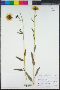 Helianthus gracilentus image