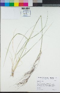 Stipa pulchra image