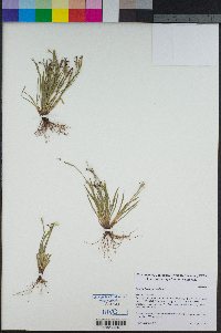 Sisyrinchium micranthum image