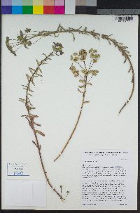 Euphorbia terracina image