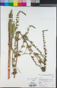 Rumex crispus image