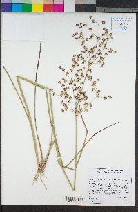 Juncus dubius image