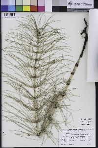 Equisetum telmateia subsp. braunii image