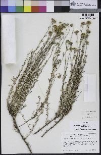 Eriophyllum confertiflorum var. confertiflorum image