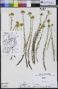 Eriophyllum confertiflorum image