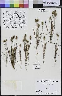 Plantago erecta image