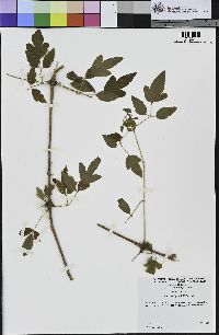 Clematis ligusticifolia image