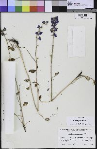 Delphinium hesperium subsp. hesperium image