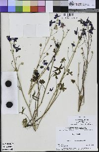 Delphinium patens subsp. patens image