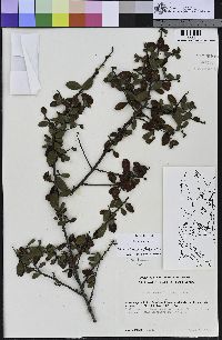 Rhamnus crocea image