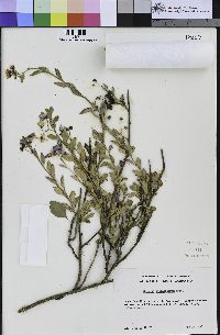 Solanum umbelliferum image