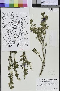 Solanum umbelliferum image