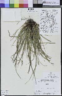 Carex globosa image