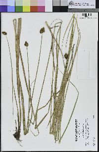 Carex harfordii image