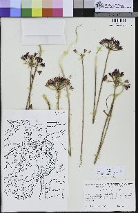Allium peninsulare var. franciscanum image