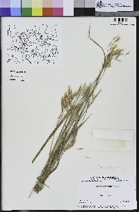 Bromus laevipes image