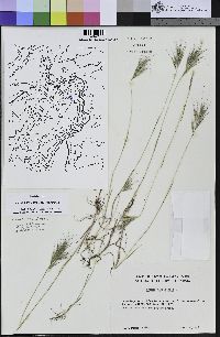 Bromus rubens image