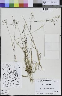 Bromus tectorum image