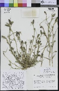 Crypsis schoenoides image