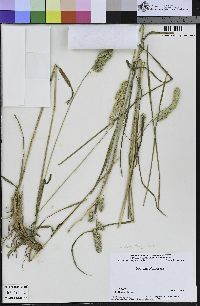 Dactylis glomerata image