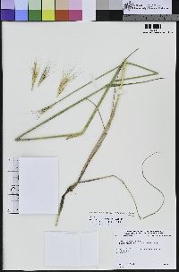 Elymus × hansenii image