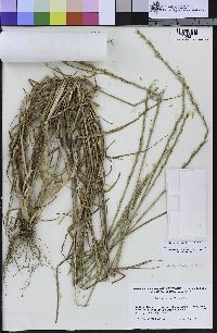 Festuca perennis image