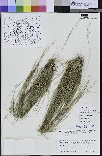 Stipa lepida image