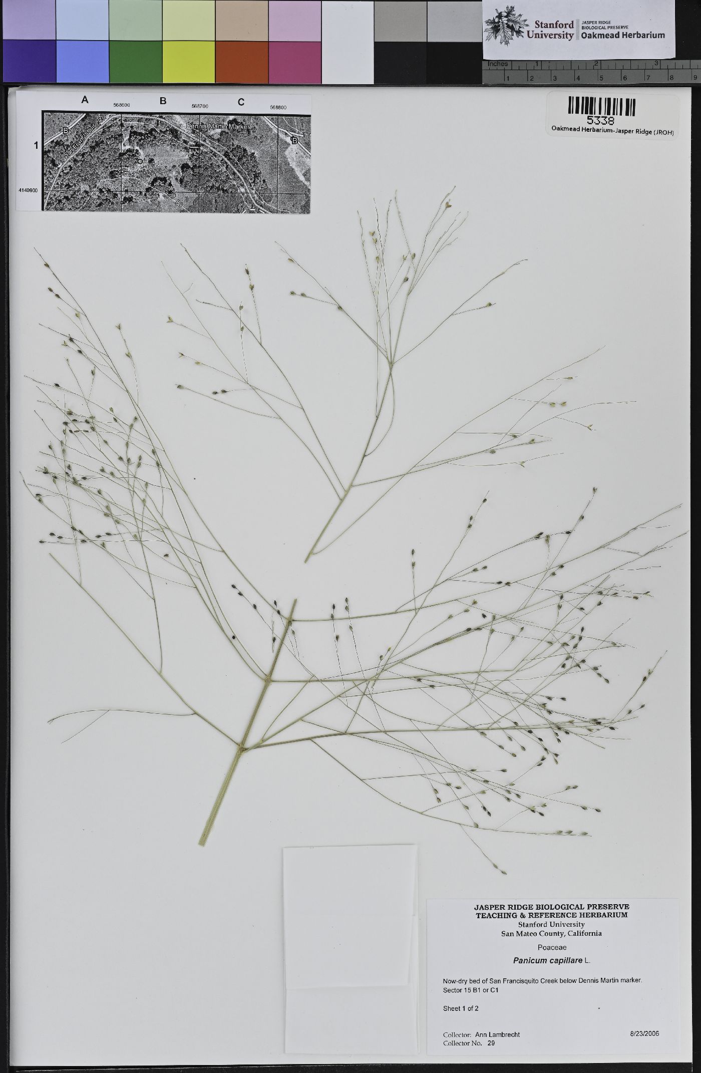 Panicum capillare image